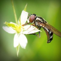 /album/finca-monte-alegre/photolia-a02-jpg/