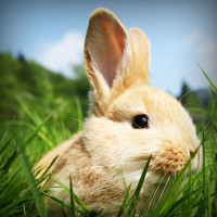 /album/finca-monte-alegre/photolia-a03-jpg/