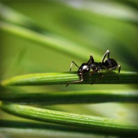 /album/finca-monte-alegre/photolia-a05-jpg/