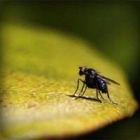 /album/finca-monte-alegre/photolia-a07-jpg/