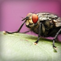 /album/finca-monte-alegre/photolia-a08-jpg/